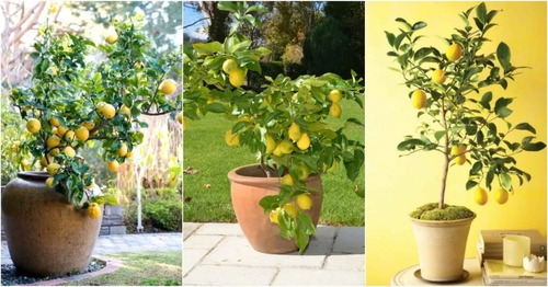 Limon Criollo Enano 80 Cm