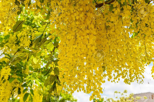 Semillas De Arbol De Lluvia De Oro ( Cassia Fistula )