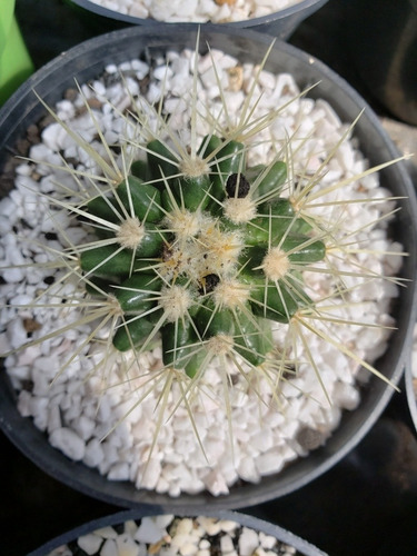 Cactus De Colección 