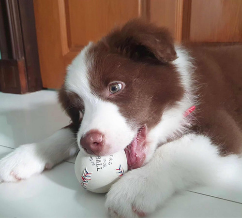 Cachorros Border Collie Hembras Color Chocolate Garantizadas