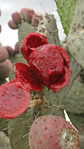 500 Semillas Nopal Tunero Mas De 7 Variedades, Nv