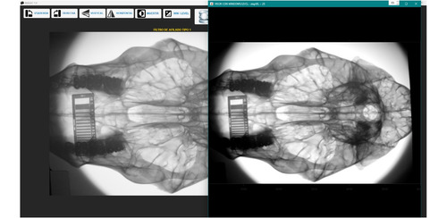 Radiografia Digital Directa Veterinaria Rayos X
