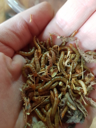 Imagen 4 de 4 de Zophobas, Tenebrios X 50u Alimento Reptiles Erizos Avespeces