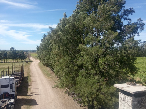Imagen 4 de 14 de Excelente Chacra Con Viñedos Varias Cepas - Toledo Chico