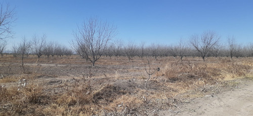 Terreno Con Nogales En Venta En San Pedro De Las Colonias, Coahuila
