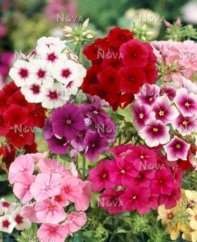 Phlox Drumondi Grandiflora Sortido - 130mg De Sementes