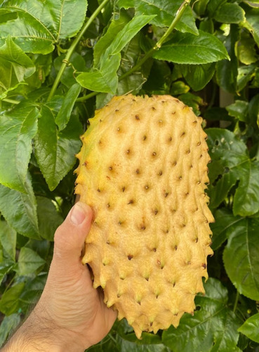 Guanabana Amarillo Rey