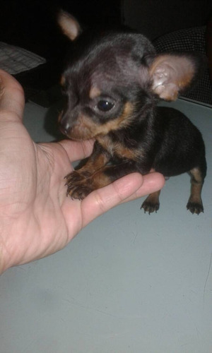 Chihuahuas Mini Machos