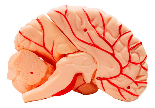 Modelo Anatômico 4d-anatomy Cérebro Desmontável