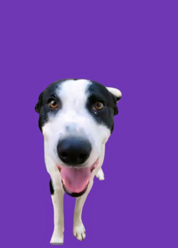 Cachorron Mix De Border Collie Con Galgo, Bellezaa 1 Añito!