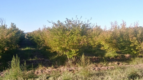 Finca De 6 Hectáreas Sobre Ruta En San Rafael, Mendoza..!!!