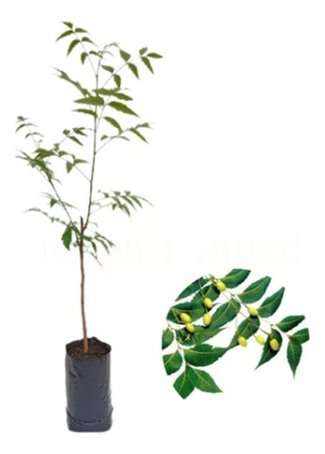 Muda Medicinal De Neem - Azadirachta Indica