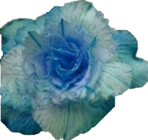 10 Sementes De Rosa Do Deserto Azul Quadrupla