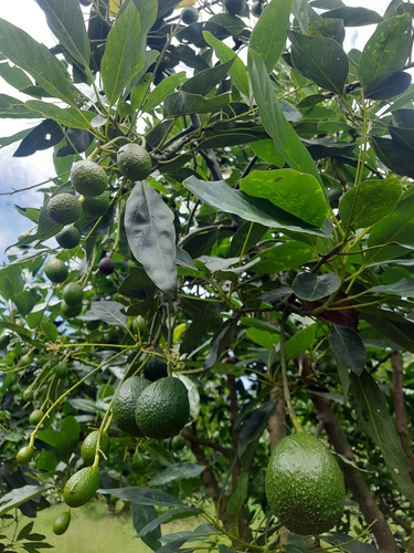 Aguacate Hass Enano + Semillas
