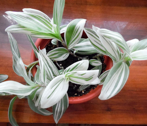 Tradescantia Blanca Flores ( Fluminensis ) Más Semillas