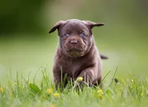 Comprar Preciosos Labrador De Criadero Golden Retriever Argentina