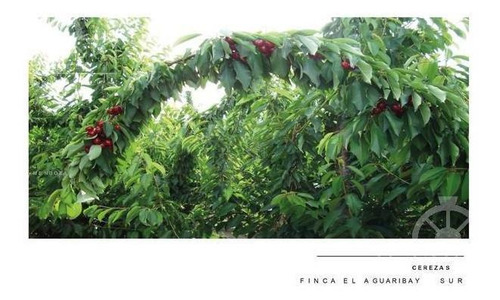 Imagen 6 de 30 de Campo - Finca Productiva De Primer Nivel, Mendoza, 80 Hectareas