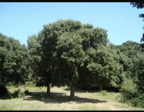 Árboles De Corcho (alcornoque).