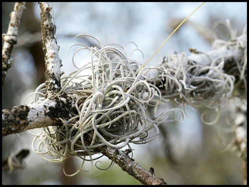 2 Unidades Planta Exótica Tillandsia Usneoides Barba De Pau