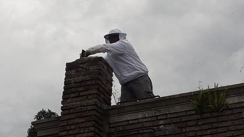Fumigaciones Chucarachas Pulgas Abejas Fumigacion En General