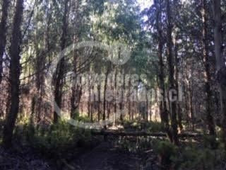 Imagen 13 de 14 de Sitio Forestal En Venta En Curacautín