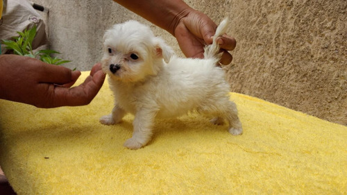 Cachorros Bichon Frances Miniatura Muy Sanos 