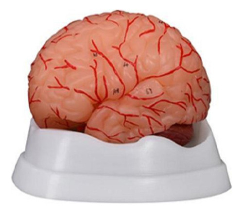 Modelo Dissecção Do Cérebro Humano Com Artérias (9 Peças)