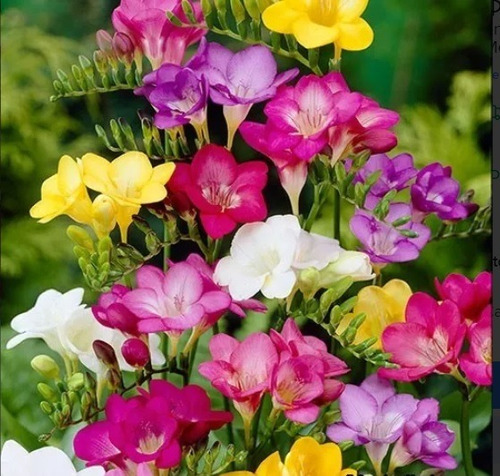 Imagen 2 de 5 de Bulbos De Fresias X 100 Bulbos Tamaño Mediano Super Oferta!!