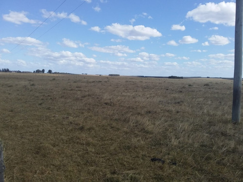 Campo Ganadero Forestal - Sobre Ruta 41 Km 7