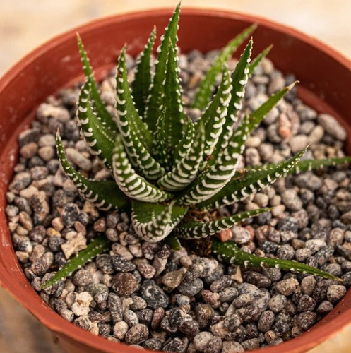 Haworthia Fasciata-bulbo-facil Mantenimiento Y Belleza Exóti