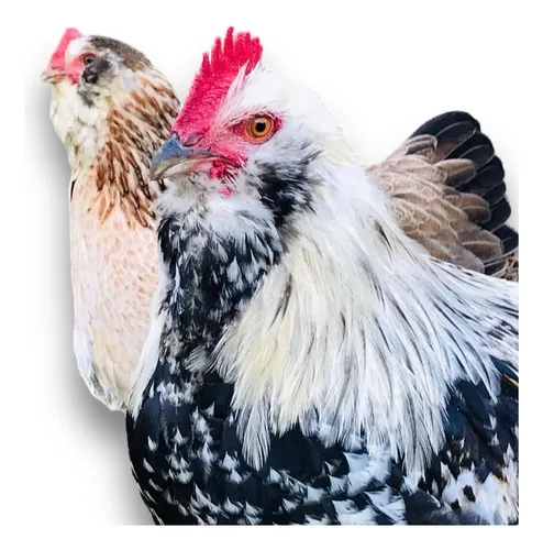 comprar Gallinas Faverolles (de Raza) | Huevos Fértiles
