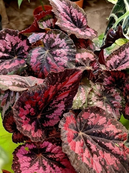 Begonia Rex .- (rosa O Plateada) | Cuotas sin interés