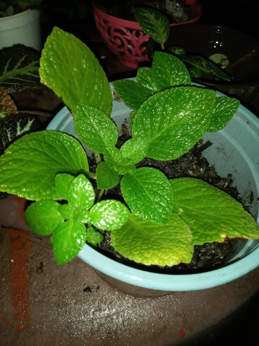 Episcia