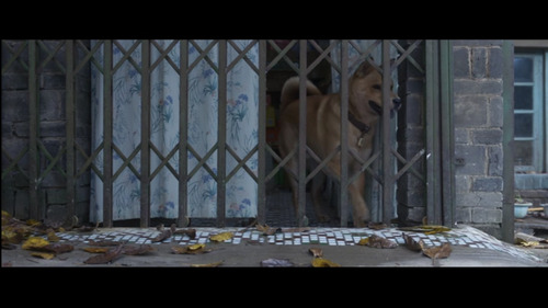 Hachiko 2 Siempre A Tu Lado. Dvdfull, Español Exc. Calidad