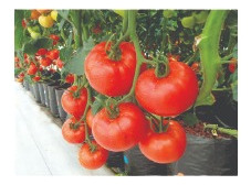 Solução Hidroponica 1000l Morango E Tomate Tipo 1 A