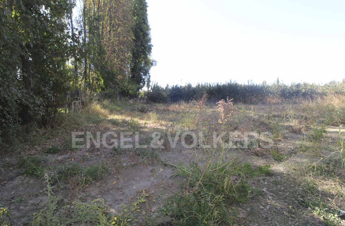 Terreno En Olivar