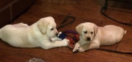 Imagen 10 de 10 de Labrador Cachorros