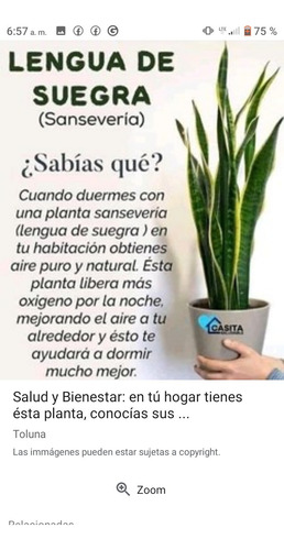 Imagen 3 de 7 de Sansevieria,o Lengua Suegra