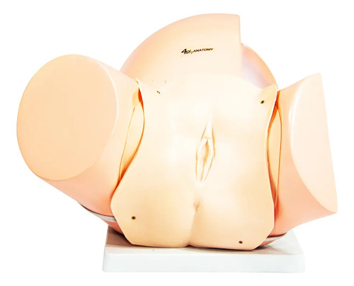 Simulador De Parto Normal Com Sistema De Manivela E Bebê