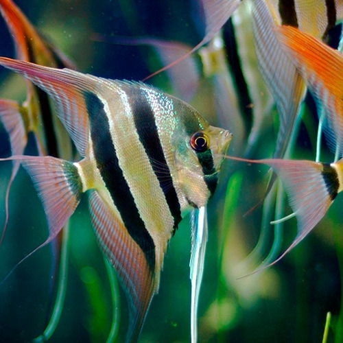 Imagen 6 de 7 de Tetramin 200gr. Alimento Peces Escamas Tropicales