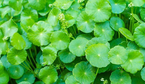 Centella Asiatica Ervas Para Chá