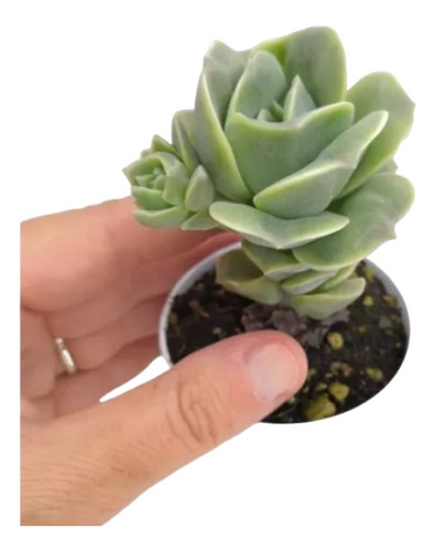 Planta Suculenta Graptoveria Lovely Rose Forma Rosa Roseta