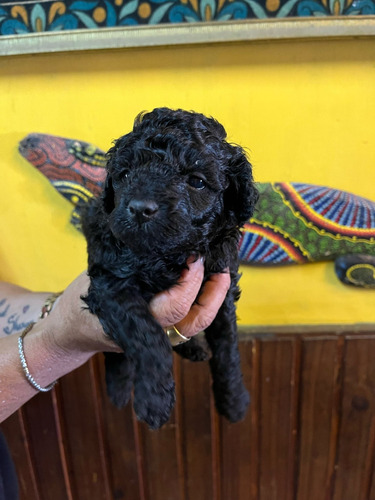 Cachorritos Mini Variedad Todos Puros Y Sanos Con Carnet