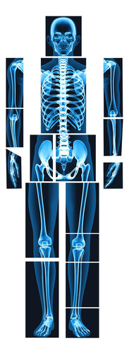 16 Piezas Rayos X Humanos Lineshading Azul Para Niños