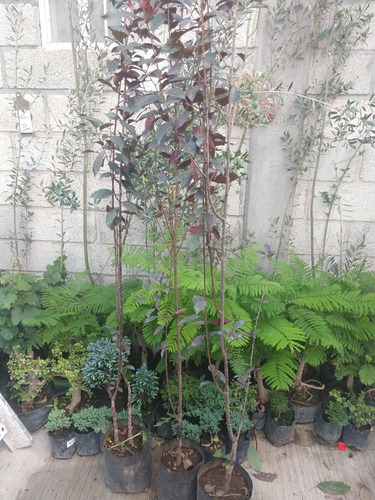 Imagen 5 de 5 de Arbolitos De Ciruelo Rojo Japones
