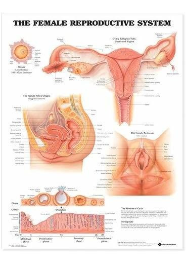 Modelo Anatomico De Aparato Reproductor Femenino | MercadoLibre ?