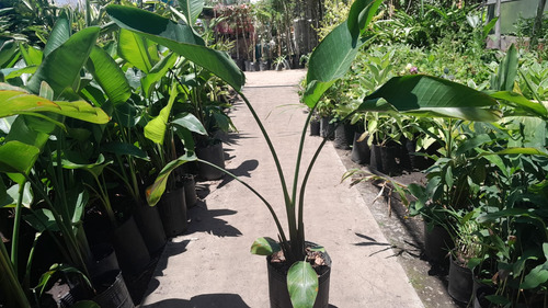 Planta Strelitzia Nicolai De 1 M - Belleza Tropical