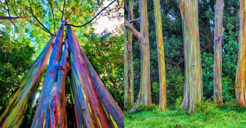 Imagen 1 de 2 de Arbol De Eucalipto Arcoíris Exótico ( Eucalyptus )