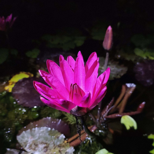 Muda De Ninfeia Tropical Noturna Zenkeri Red Tiger Rosa