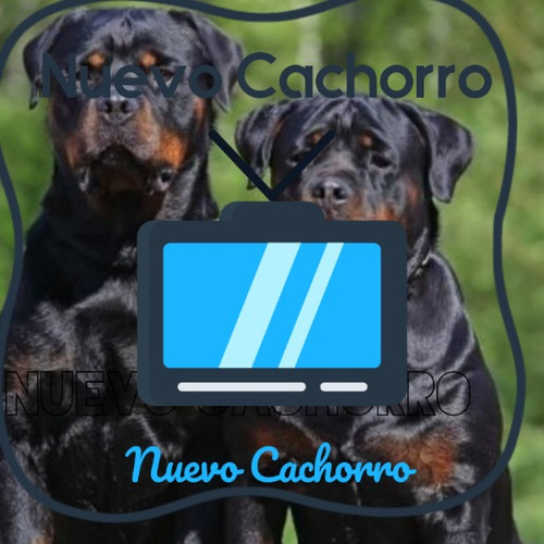 Rottweiler Cachorros Puros Excelentes